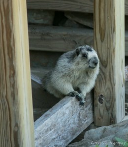 Marmot under part of the boardwalk.